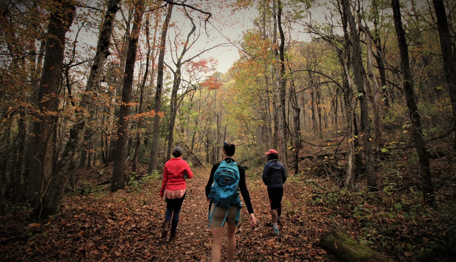 asheville hiking trails