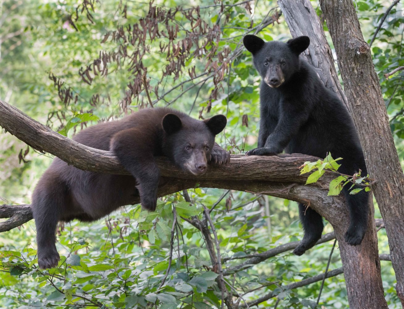 black bears in tree