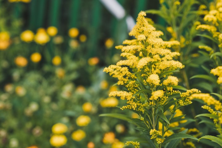 a close up of a flower