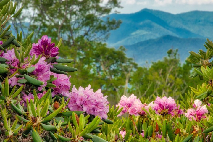 a purple flower on a plant