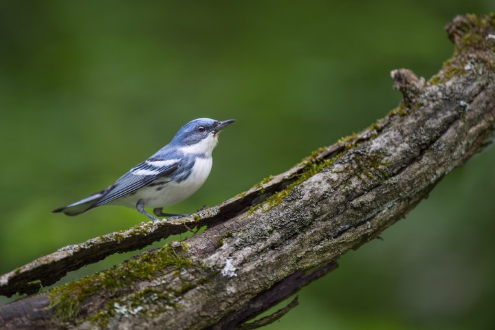 a small bird perched on a tree branch